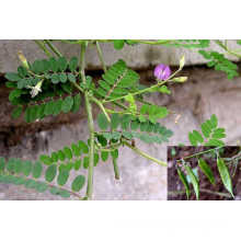 Semen Astragali Complanati PE